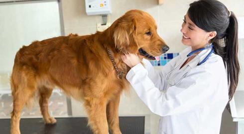 How to become a vet with a veterinary science degree